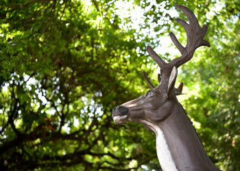 Suchitepéquez, "la tierra del venado". / Foto: Alejandro García.