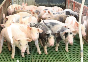 Verifican adecuado transporte de cerdos en Guatemala