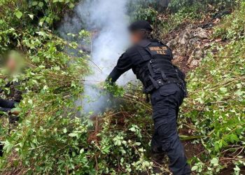 Lucha contra el narcotráfico deja más de 11 millones de quetzales en erradicación de plantaciones
