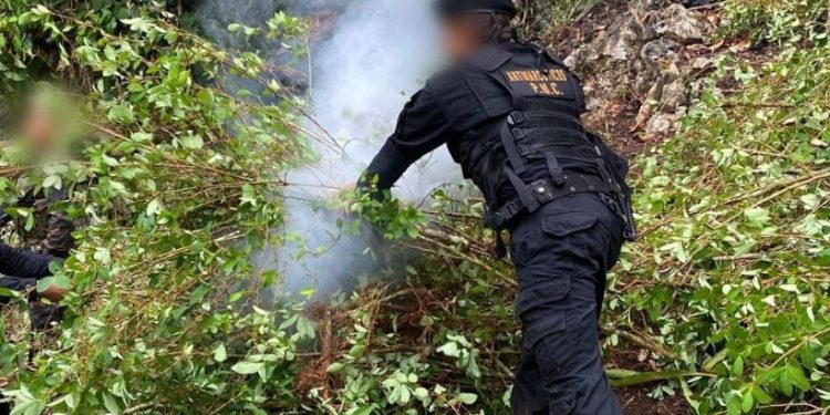 Lucha contra el narcotráfico deja más de 11 millones de quetzales en erradicación de plantaciones