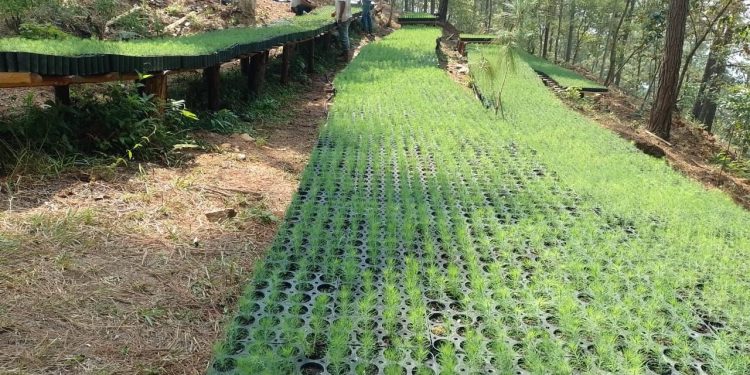 Promueven sostenibilidad forestal en Zacapa