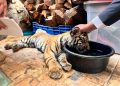 Momentos durante el rescate del tigre. / Foto: Conap.