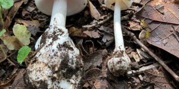 Alertan por consumo de hongos silvestres tóxicos. / Foto: Archivo.