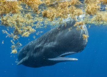 Analizan sofisticado sistema de comunicación de los cachalotes. / Foto: EFEverde.
