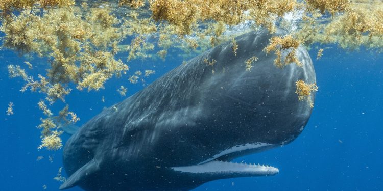 Analizan sofisticado sistema de comunicación de los cachalotes. / Foto: EFEverde.