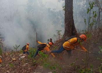 Incendios han dejado pérdidas en más de 41 mil hectáreas de bosques del país
