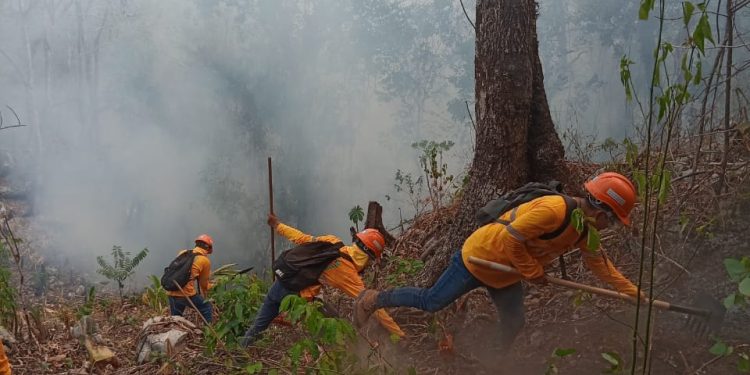 Incendios han dejado pérdidas en más de 41 mil hectáreas de bosques del país
