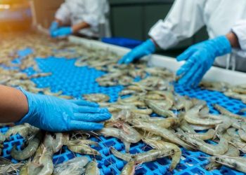 Camarón guatemalteco podrá ingresar de nuevo a México