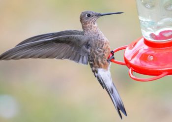 Expertos descubren que hay dos especies de colibrí gigante, una migratoria y otra sedentaria.