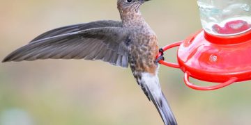 Expertos descubren que hay dos especies de colibrí gigante, una migratoria y otra sedentaria.