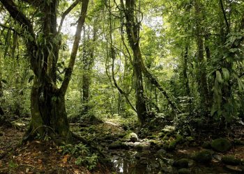 Cambio climático afecta la relación entre árboles y hongos. / Foto: EFEverde.