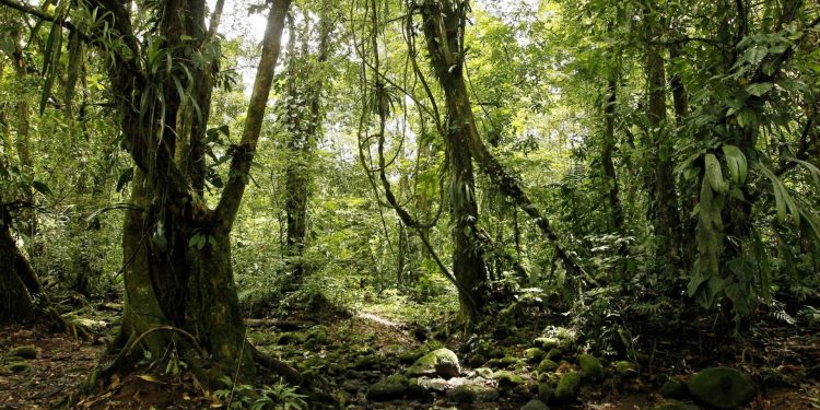Cambio climático afecta la relación entre árboles y hongos. / Foto: EFEverde.