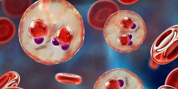 Cartografía muestra evolución del plasmodium. / Foto: El Día de Segovia