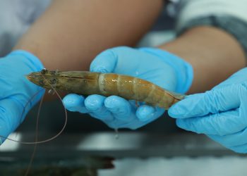 Guatemala espera reapertura de fronteras con México para la exportación de camarón. /Foto: MAGA