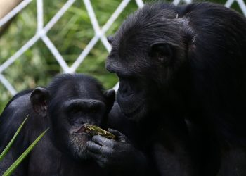 Chimpancés perfeccionan su capacidad de aprendizaje. / Foto: EFE verde.