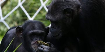 Chimpancés perfeccionan su capacidad de aprendizaje. / Foto: EFE verde.