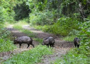 Conap rechaza señalamientos sobre el lucro de fauna silvestre