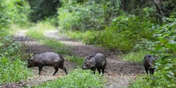 Conap rechaza señalamientos sobre el lucro de fauna silvestre