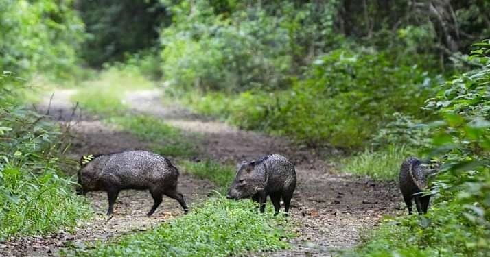 Conap rechaza señalamientos sobre el lucro de fauna silvestre