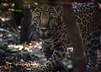 Costa Rica será el primer país del mundo en cerrar sus zoológicos. / Foto: Artículo 66.