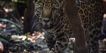 Costa Rica será el primer país del mundo en cerrar sus zoológicos. / Foto: Artículo 66.