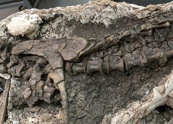 Paleontólogos descubren dinosaurio carnívoro de hace 69 millones de años, en territorio de Argentina actual.
