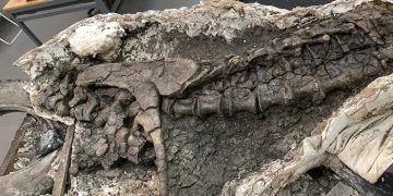 Paleontólogos descubren dinosaurio carnívoro de hace 69 millones de años, en territorio de Argentina actual.