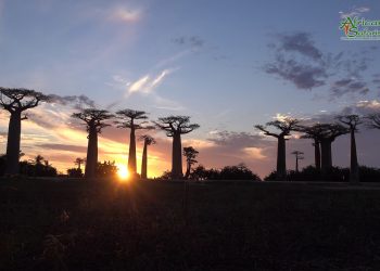 El baobab es considerado como "árbol de la vida". / Foto: You Tube.