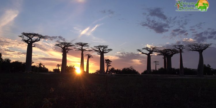 El baobab es considerado como "árbol de la vida". / Foto: You Tube.