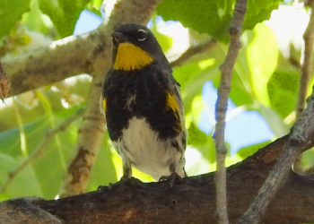 Conap hace llamado a denunciar a personas que venden animales de forma ilícita