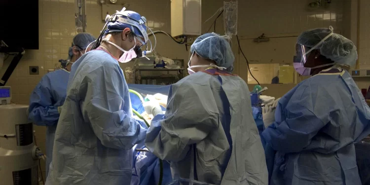 Fallece paciente con trasplante de riñón de cerdo. / Foto: EFE.