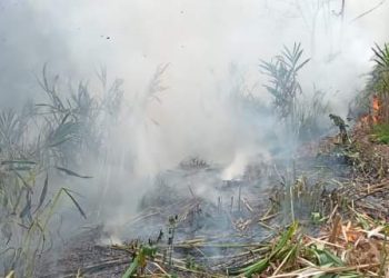 Coordinación interinstitucional para combatir incendios en Guatemala