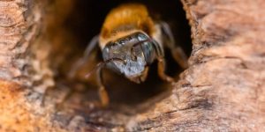 Las abejas son grandes aliadas de la vida y la agricultura. / Foto: Conap.