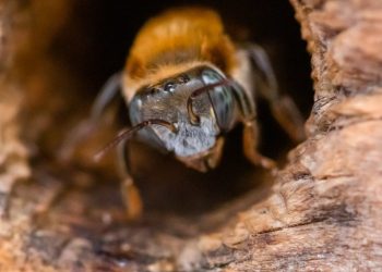 Las abejas son grandes aliadas de la vida y la agricultura. / Foto: Conap.