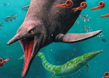 Localizan restos de un gran dinosaurio marino en Rusia. / Foto DW.