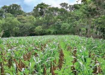 Mesa Técnica Agroclimática de Zacapa busca garantizar la seguridad alimentaria y la agricultura sostenible