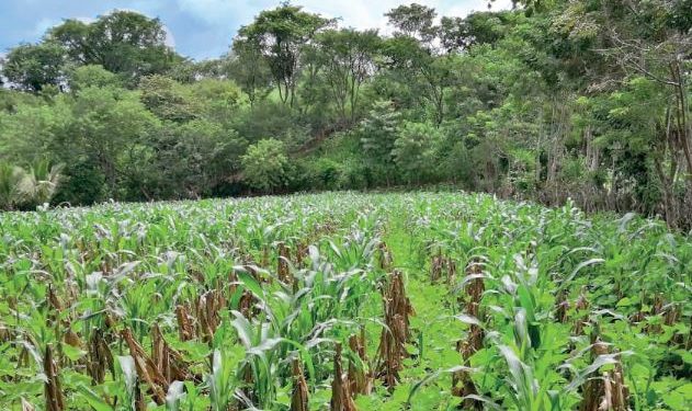 Mesa Técnica Agroclimática de Zacapa busca garantizar la seguridad alimentaria y la agricultura sostenible