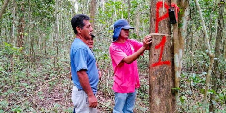 MAGA fortalece planes de manejo forestal. / Foto: MAGA.