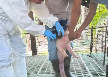 MAGA promueve prácticas sanitarias en granjas porcinas de Petén