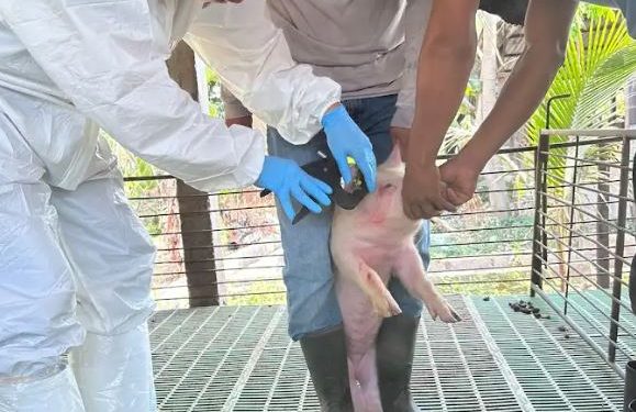 MAGA promueve prácticas sanitarias en granjas porcinas de Petén