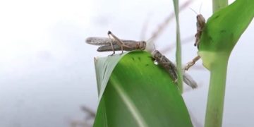 La FAO sobre que cambio climático favorece la propagación de plagas y enfermedades de las plantas. /Foto: FAO