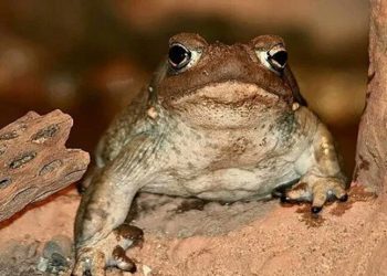 Veneno de sapo del desierto