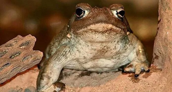 Veneno de sapo del desierto