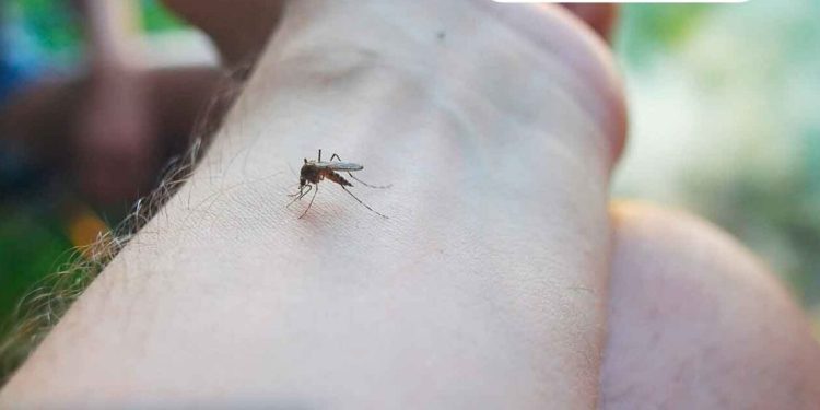 Salud acciona por epidemia de dengue a nivel nacional. / Foto: AGN