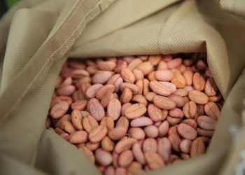 Semillas de café resistentes a sequías. / Foto: MAGA.