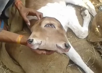 Ternero mutante nacido en la India. / Foto: Flooxer Now.