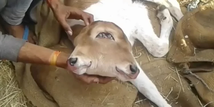 Ternero mutante nacido en la India. / Foto: Flooxer Now.