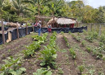 Verifican desarrollo de huertos familiares. / Foto: MAGA.