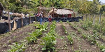 Verifican desarrollo de huertos familiares. / Foto: MAGA.