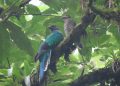 Quetzal hembra junto a su cría en la naturaleza. / Foto: Robin Calderón, guardarrecursos del Conap.